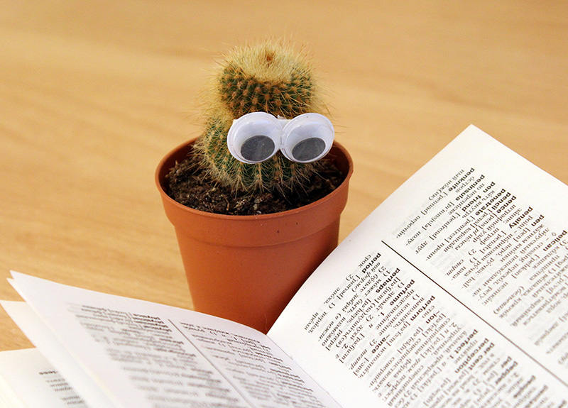 Intelligent cactus studies for a quiz night