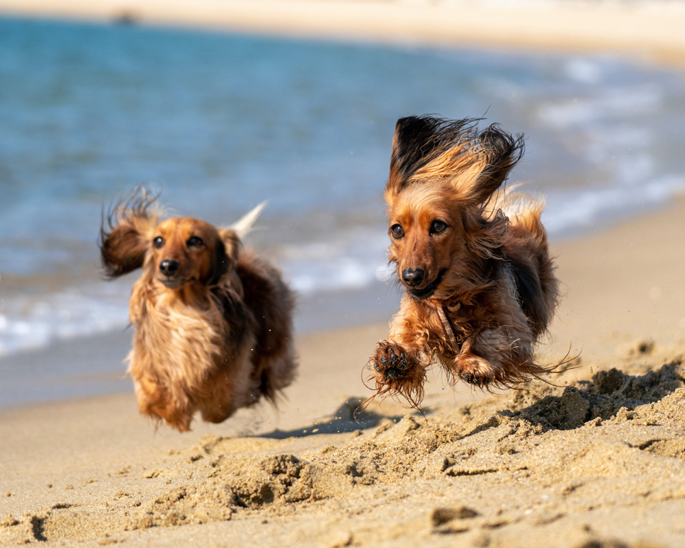 Two Daschunds running on the beach