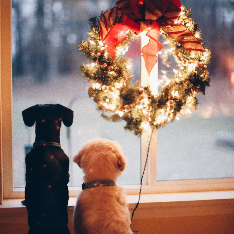 two dogs at a Christmas window