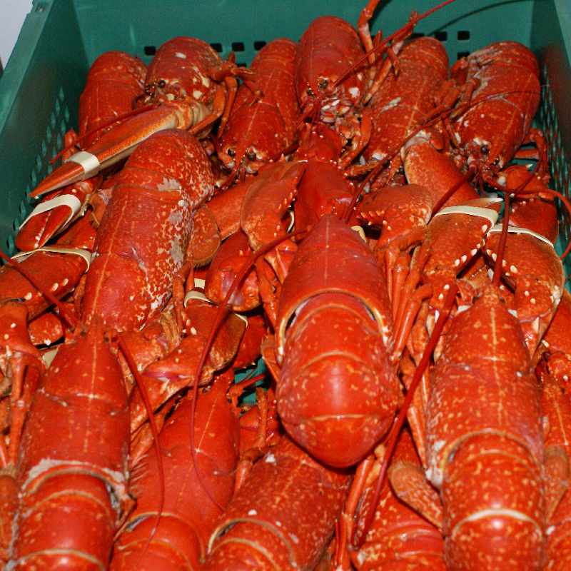 Lobsters landed daily at Wells