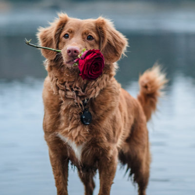 Dog woth rose